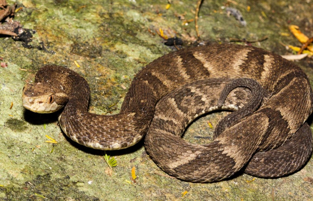 Serpente entre as rochas — imagem enviada para a reportagem.